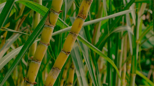 From Sugarcane to Honey: The Evolution of Ron Miel in the Canaries