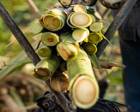 What is Ron Miel? The Complete Guide to Canarian Honey Rum